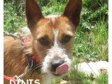 Disponible à l'adoption : chien Podengo Portugais fauve d'un an
