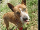 Disponible à l'adoption : chien Podengo Portugais fauve d'un an