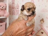 Chiots Chihuahua à poil long LOF à vendre