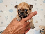 Chiots Chihuahua à poil long LOF à vendre