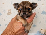 Chiots Chihuahua à poil long LOF à vendre