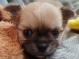 Chiots Chihuahua à poil long LOF à vendre