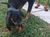 Chiot mâle de type Beauceron à vendre