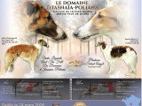 Superbe chiots mâles Barzoï LOF à vendre