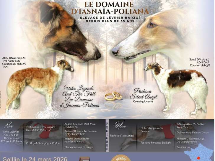 Superbe chiots mâles Barzoï LOF à vendre