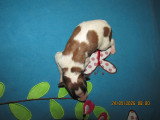 Superbe chiots mâles Barzoï LOF à vendre