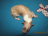 Superbe chiots mâles Barzoï LOF à vendre
