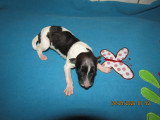 Superbe chiots mâles Barzoï LOF à vendre