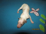 Superbe chiots mâles Barzoï LOF à vendre