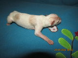 Superbe chiots mâles Barzoï LOF à vendre