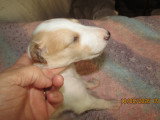 3 semaines Chiot 1