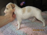 Superbe chiot 1 mâle Barzoï LOF à vendre