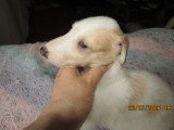 Superbe chiot 1 mâle Barzoï LOF à vendre