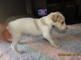 Superbe chiot 1 mâle Barzoï LOF à vendre
