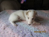 Superbe chiot 1 mâle Barzoï LOF à vendre