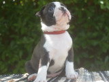 Basile