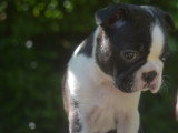 Balto