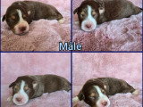 3 chiots Berger Australien nés en mai 2026 LOF à réserver
