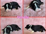 3 chiots Berger Australien nés en mai 2026 LOF à réserver