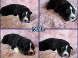 3 chiots Berger Australien nés en mai 2026 LOF à réserver