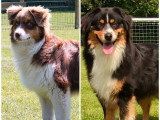 3 chiots Berger Australien nés en mai 2026 LOF à réserver