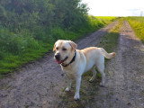 Mârley, beau Labrador sable disponible pour saillie