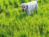 Mârley, beau Labrador sable disponible pour saillie