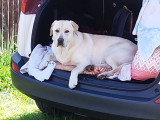Mârley, beau Labrador sable disponible pour saillie