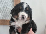 Chiots Bouviers Bernois à vendre