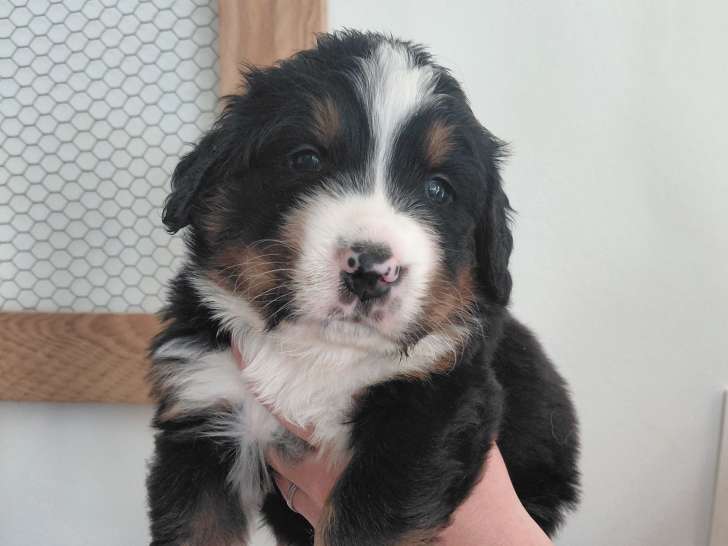 Chiots Bouviers Bernois à vendre