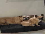 2 chiennes American Bully inséparables à donner