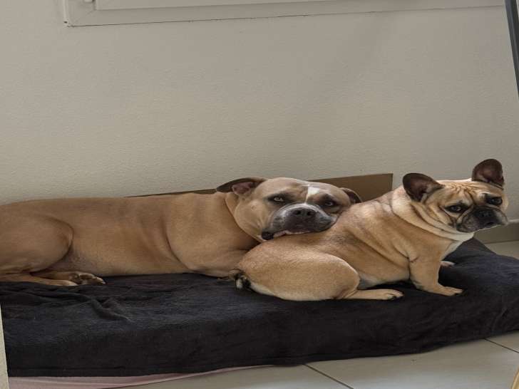 2 chiennes American Bully inséparables à donner
