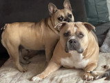 2 chiennes American Bully inséparables à donner