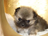 Portée de 5 chiots Spitz Nain non LOF nés en mars 2026 à vendre