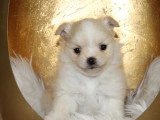 Portée de 5 chiots Spitz Nain non LOF nés en mars 2026 à vendre