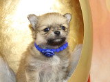 Portée de 5 chiots Spitz Nain non LOF nés en mars 2026 à vendre