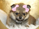 Portée de 5 chiots Spitz Nain non LOF nés en mars 2026 à vendre