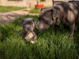 8 chiots Staffordshire Bull Terrier LOF d'avril 2026 à réserver