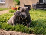 8 chiots Staffordshire Bull Terrier LOF d'avril 2026 à réserver