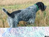 Hugo vom Zadorhof Chien d'Arrêt Allemand à Poil Dur mâle LOF à  vendre
