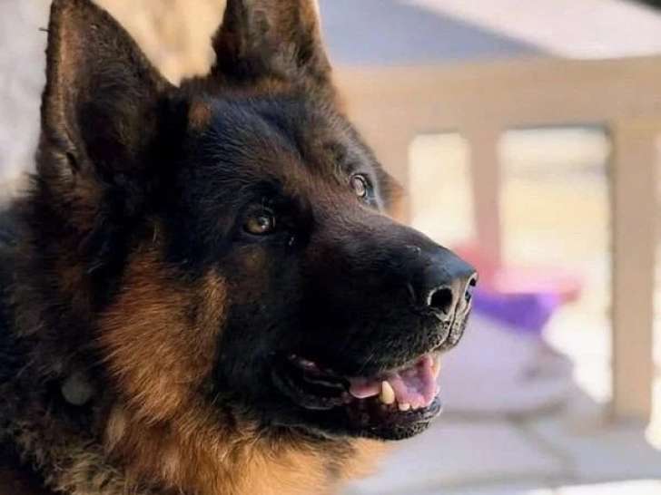Berger Allemand mâle fauve de 2022 inscrit au LOF à vendre