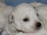 Portée de 6 chiots Bichon Frisé mâles non LOF à vendre