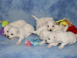 Portée de 6 chiots Bichon Frisé mâles non LOF à vendre