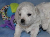Portée de 6 chiots Bichon Frisé mâles non LOF à vendre