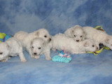 Portée de 6 chiots Bichon Frisé mâles non LOF à vendre