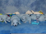 Portée de 6 chiots Bichon Frisé mâles non LOF à vendre