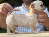 Deux chiots Chihuahua mâles LOF nés en mars 2026 à vendre