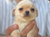 Deux chiots Chihuahua mâles LOF nés en mars 2026 à vendre