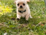 Deux chiots Chihuahua mâles LOF nés en mars 2026 à vendre