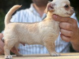 Deux chiots Chihuahua mâles LOF nés en mars 2026 à vendre